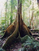 Atherton Queensland